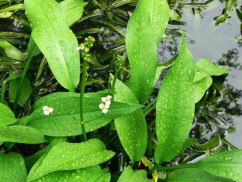 Một số bài thuốc trị bệnh từ dược liệu Trạch tả